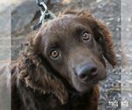 Small #2 Spaniel Mix