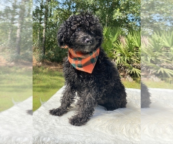 Medium Photo #14 Goldendoodle Puppy For Sale in FROSTPROOF, FL, USA