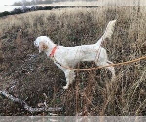 58 Top Photos Llewellin Setter Puppies For Sale In Pa : Morgan: English Setter puppy for sale near Pittsburgh ...