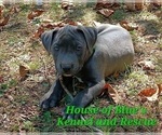Small Photo #10 American Pit Bull Terrier Puppy For Sale in DELAWARE, OH, USA
