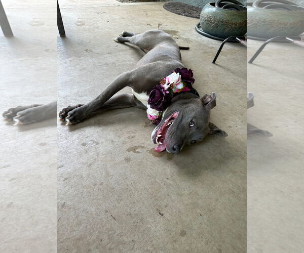 Medium Photo #10 American Pit Bull Terrier-Unknown Mix Puppy For Sale in Redlands, CA, USA