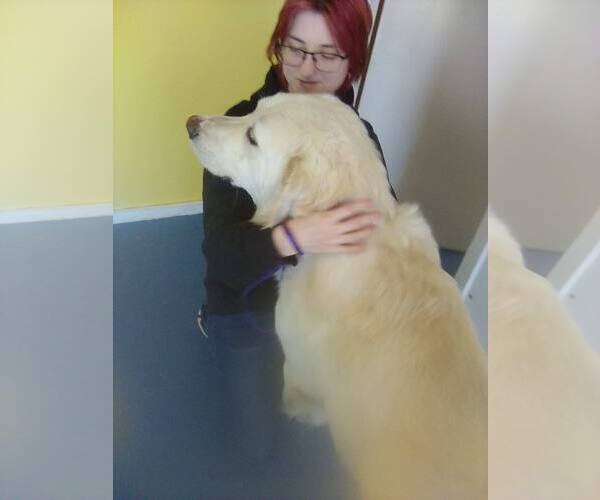 Medium Photo #4 Great Pyrenees Puppy For Sale in Spring, TX, USA