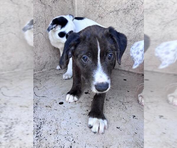 Medium Photo #1 Catahoula Leopard Dog-Unknown Mix Puppy For Sale in Oklahoma City, OK, USA