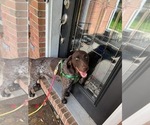 Small Photo #1 German Shorthaired Pointer Puppy For Sale in FAYETTEVILLE, PA, USA