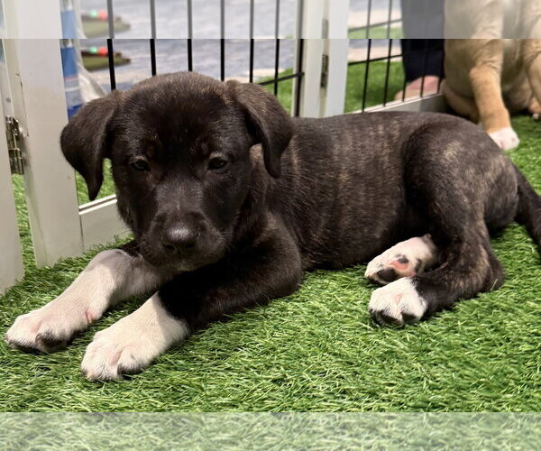 Medium Photo #7 Mutt Puppy For Sale in Sanford, FL, USA