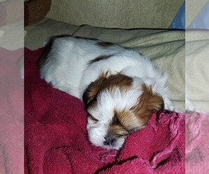Shih Tzu Puppy for sale in FANNING SPGS, FL, USA