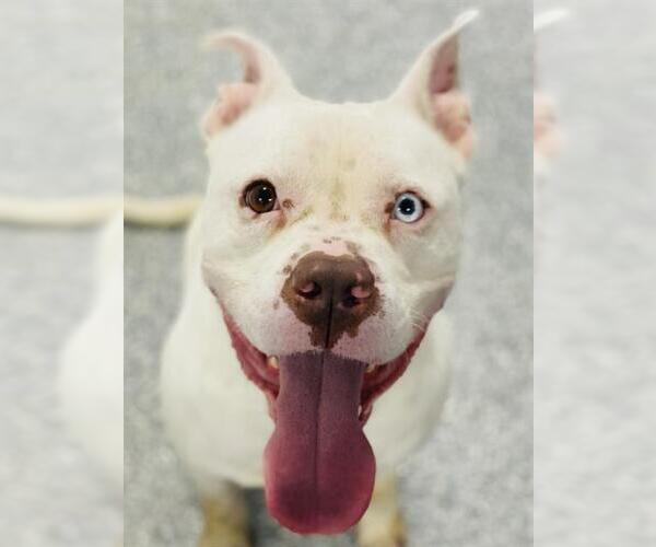 Medium Photo #1 American Pit Bull Terrier Puppy For Sale in Westminster, MD, USA