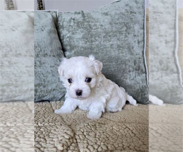 Medium Photo #8 Maltese Puppy For Sale in ORLANDO, FL, USA