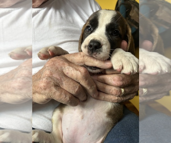 Medium Photo #1 Saint Bernard Puppy For Sale in CAPON BRIDGE, WV, USA