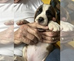 Puppy Sophie Saint Bernard