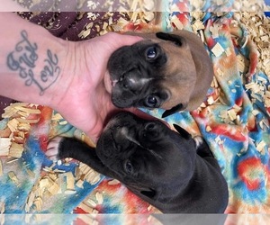 Boxer Puppy for sale in BENTON, MO, USA