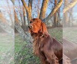 Small Photo #4 Irish Setter Puppy For Sale in Pacolet, SC, USA