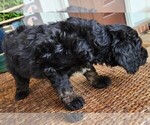 Small #5 Aussiedoodle