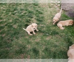 Small Photo #54 Labradoodle Puppy For Sale in WASHOUGAL, WA, USA