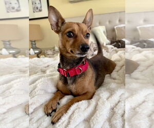 Rat-Cha Dogs for adoption in Oakhurst, NJ, USA