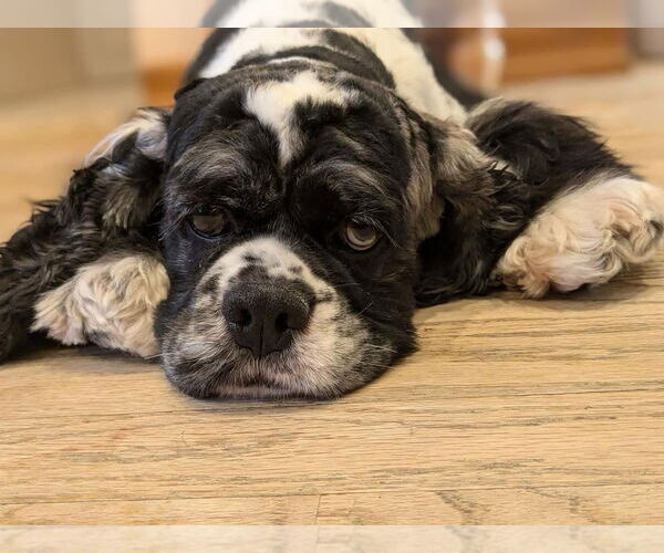 Medium Photo #1 Cocker Spaniel Puppy For Sale in Flushing, NY, USA