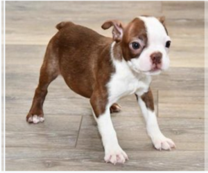 Boston Terrier Puppy for sale in BEND, OR, USA