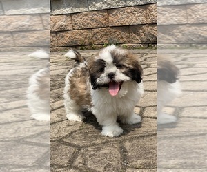 Shih Tzu Puppy for sale in CANOGA, NY, USA
