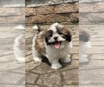 Small Shih Tzu