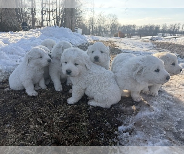 Medium Photo #1 Great Pyrenees Puppy For Sale in ABBOTTSTOWN, PA, USA