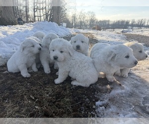 Great Pyrenees Litter for sale in ABBOTTSTOWN, PA, USA