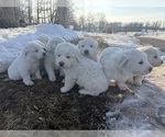 Small Great Pyrenees