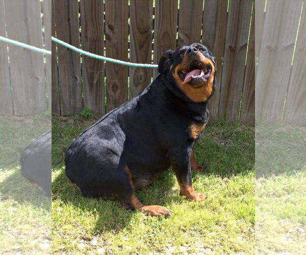 Medium Photo #1 Rottweiler Puppy For Sale in Jackson, MS, USA