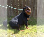 Small Rottweiler