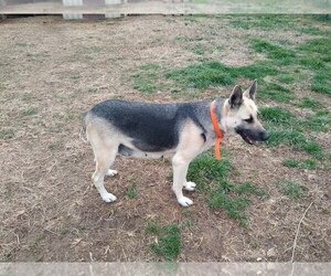 Mother of the German Shepherd Dog puppies born on 05/16/2025