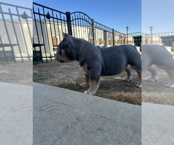 Medium Photo #1 American Bully Puppy For Sale in RALEIGH, NC, USA