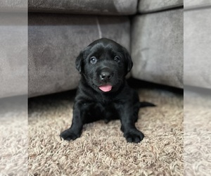 Labrador Retriever Puppy for sale in AUGUSTA, WI, USA
