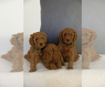 Small Photo #12 Poodle (Miniature) Puppy For Sale in WEST JORDAN, UT, USA