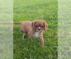 Cavalier King Charles Spaniel Puppy for sale in SEMPRONIUS, NY, USA