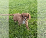 Image preview for Ad Listing. Nickname: Teddy