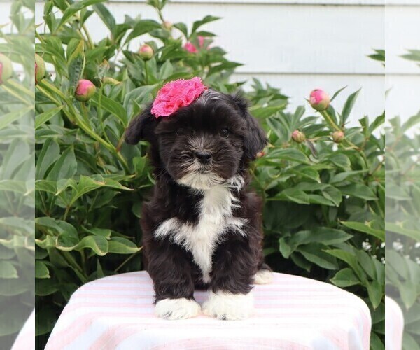 Medium Photo #3 Zuchon Puppy For Sale in THORP, WI, USA