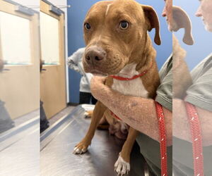 Mutt Dogs for adoption in Holly Springs, NC, USA