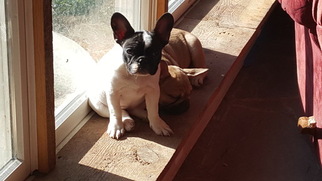 French Bulldog Puppy for sale in PURCELLVILLE, VA, USA