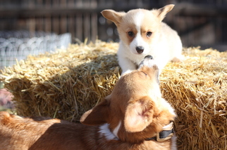 Pembroke Welsh Corgi Puppy for sale in ENGLEWOOD, CO, USA
