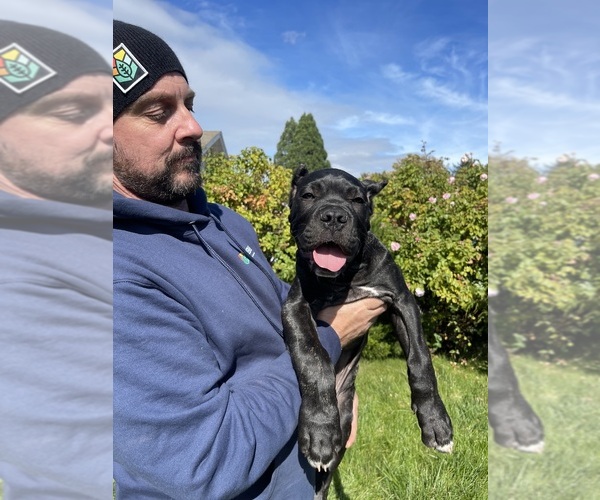 Medium Photo #3 Cane Corso Puppy For Sale in KEIZER, OR, USA