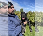 Litter of 3 - Male Cane CorsoLitter of Puppies for Sale - Photo #3