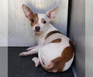 Chihuahua-Unknown Mix Dogs for adoption in San Antonio, TX, USA