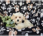 Small #3 Maltipoo