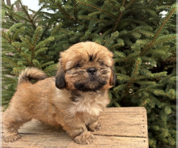 Medium Photo #3 Shih Tzu Puppy For Sale in MIDDLEBURY, IN, USA