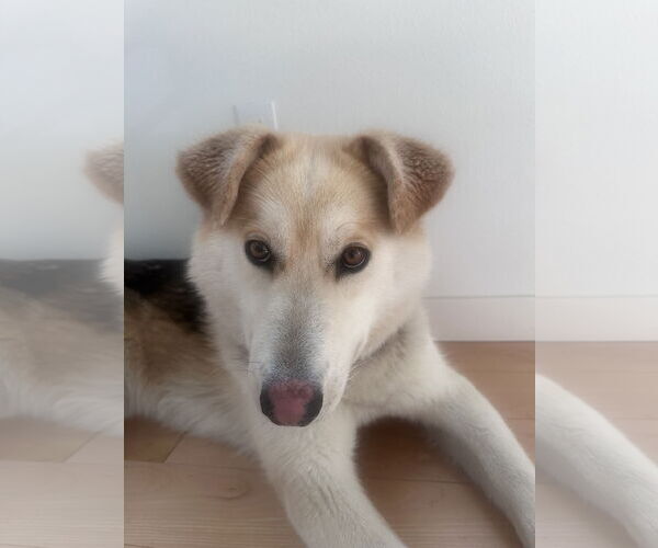 Medium Photo #4 Siberian Husky-Unknown Mix Puppy For Sale in Bellevue, WA, USA