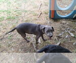 Small #40 American Pit Bull Terrier Mix