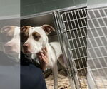 Small American Pit Bull Terrier Mix