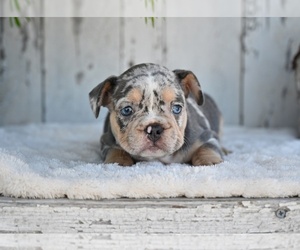 French Bulldog Puppy for sale in MILLERSBURG, OH, USA