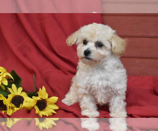 Medium Photo #3 Bichpoo Puppy For Sale in ELDORADO, OH, USA