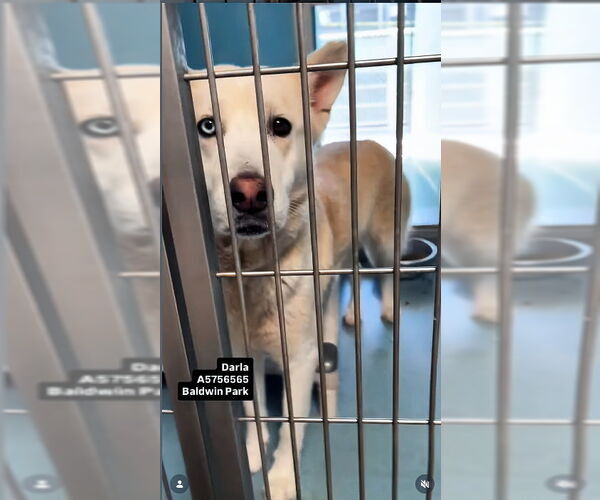 Medium Photo #2 Siberian Husky Puppy For Sale in Pasadena, CA, USA