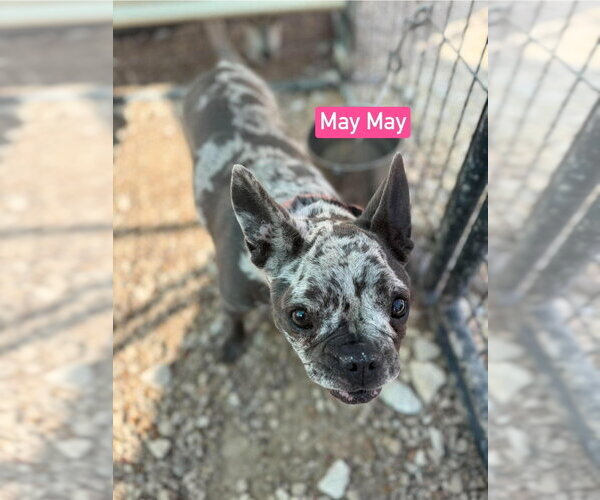Medium Photo #3 French Bulldog Puppy For Sale in Foristell, MO, USA